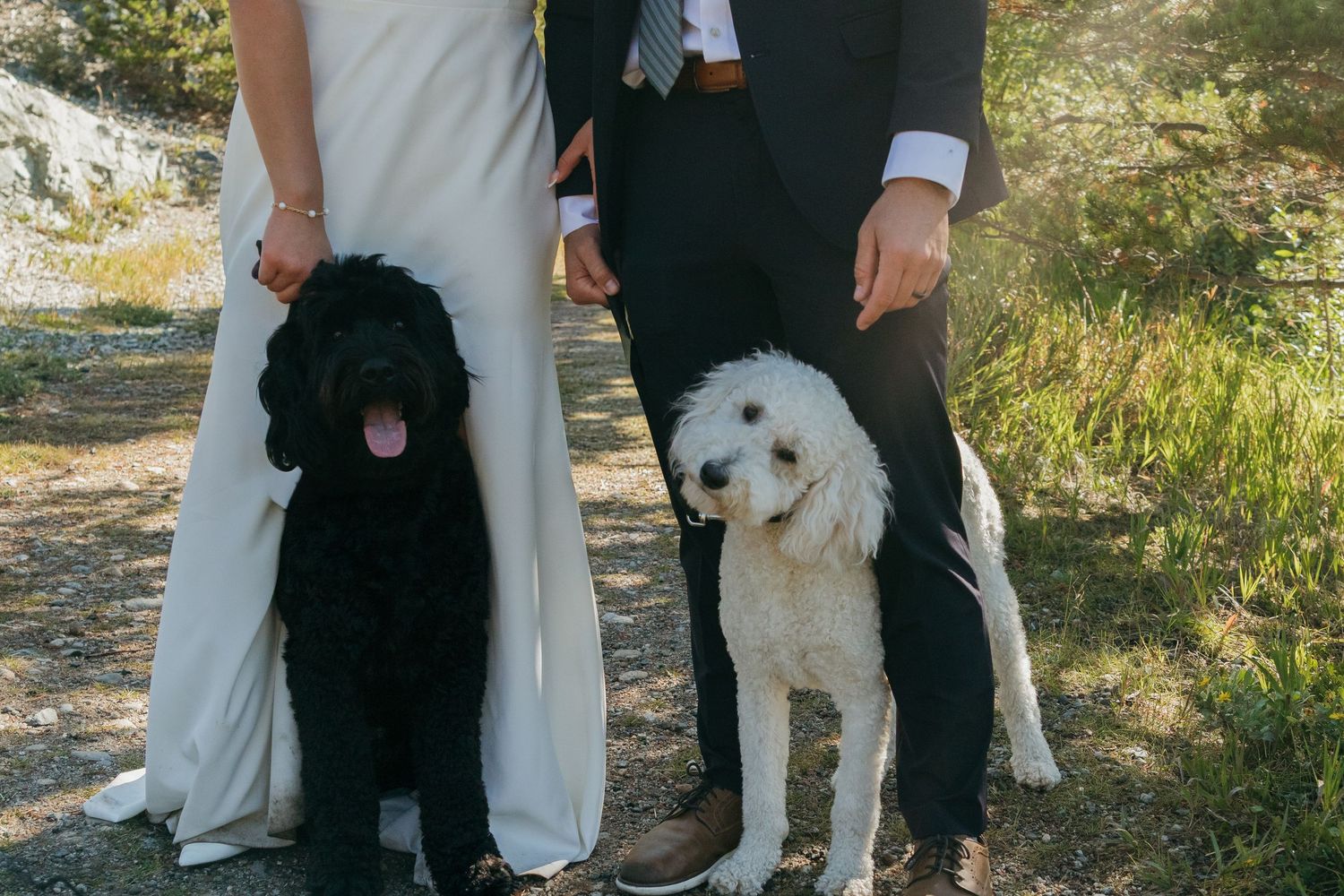 Three happy dogs pose with their owners in formal wedding attire.