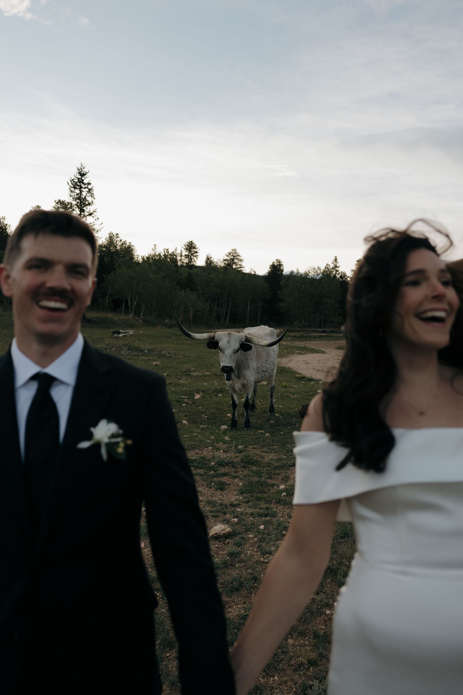 Laughing bride and groom hold hands outdoors with a longhorn cow standing behind them on their wedding day.