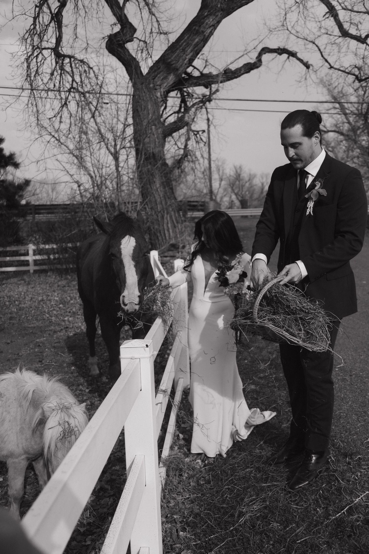 Black and white photo of bride and groom feeding horses over a white fence at a rustic farm wedding.