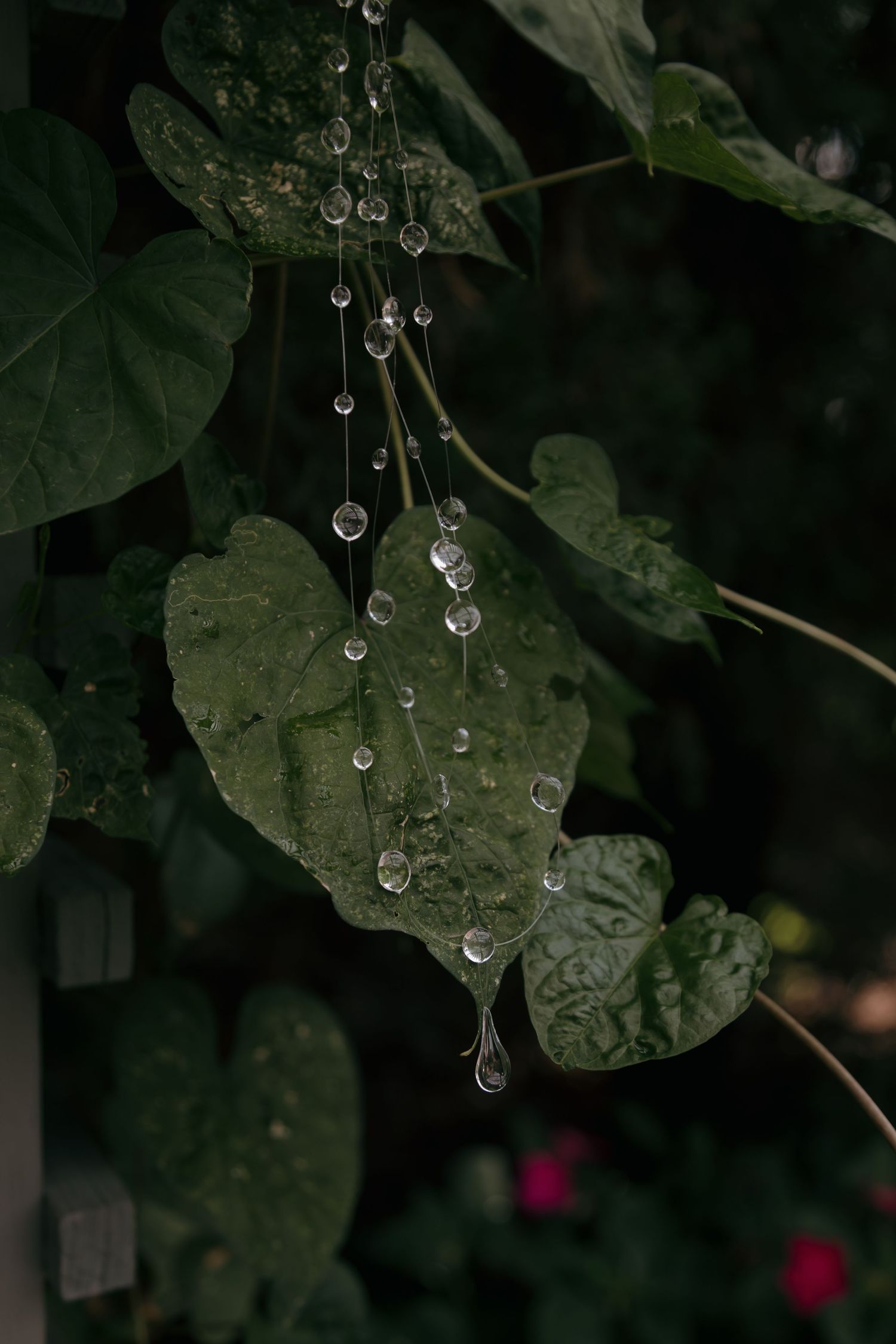 Close-up of heart-shaped green leaves with glistening water droplets cascading down delicate strings after rain.