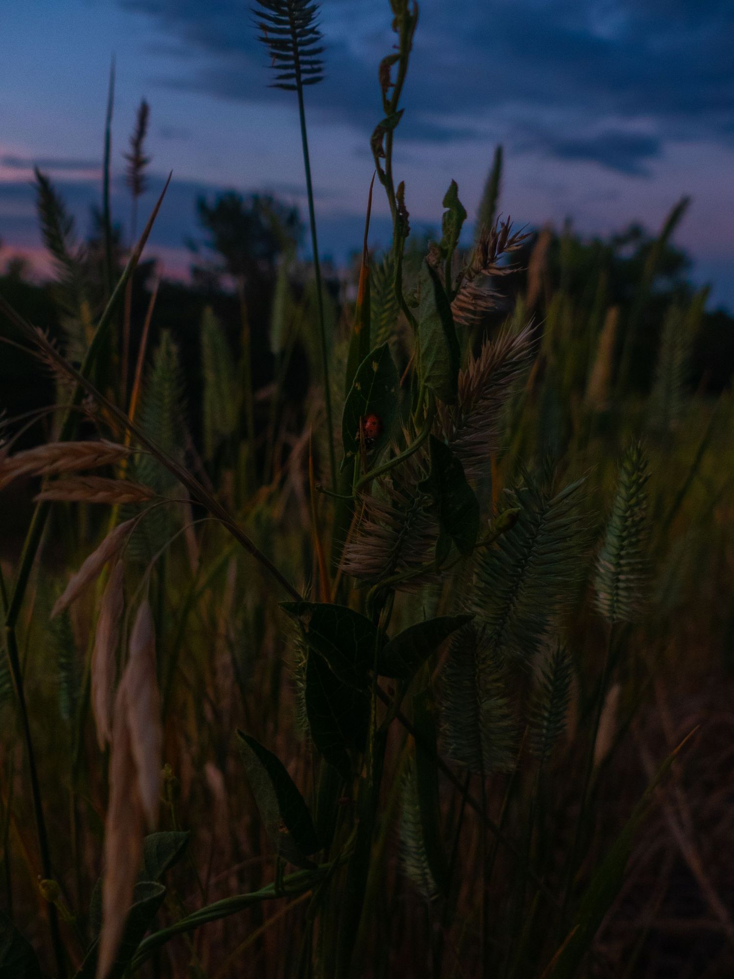 NATURE