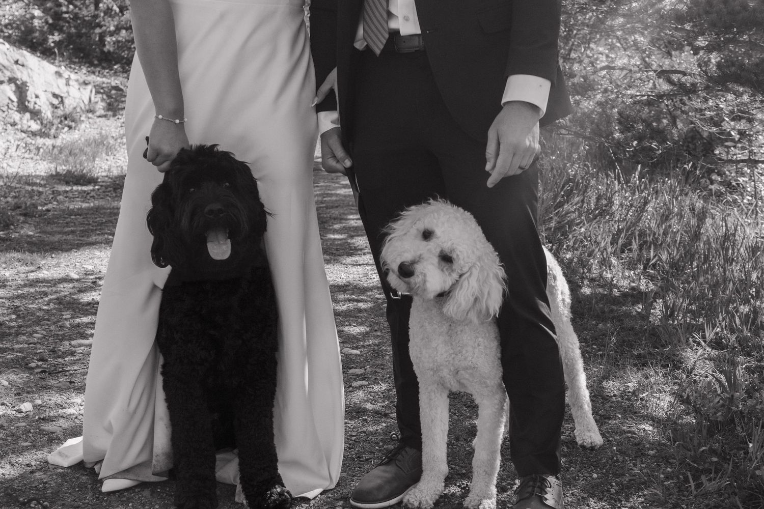 Wedding party and dogs lined up for casual outdoor photo.