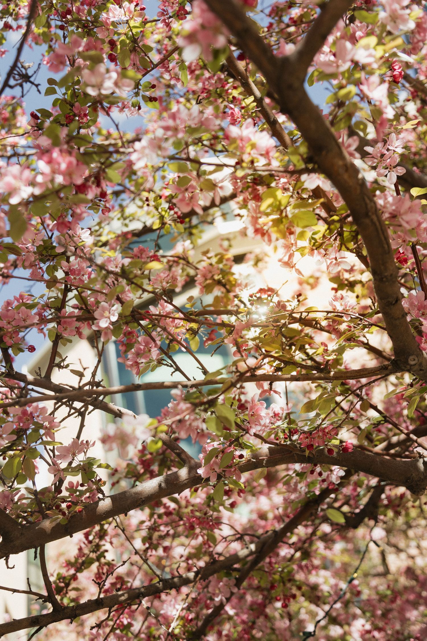 Sunlight filters through blooming pink cherry blossom tree branches against a bright blue sky.