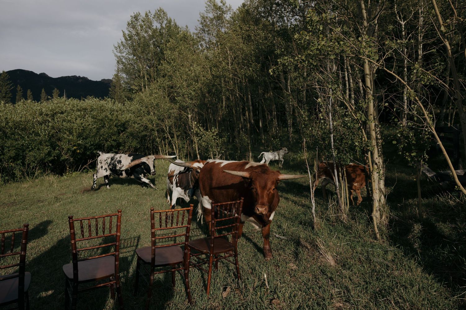 Cows wander among wooden chairs set up for an outdoor wedding ceremony in a green meadow surrounded by trees.