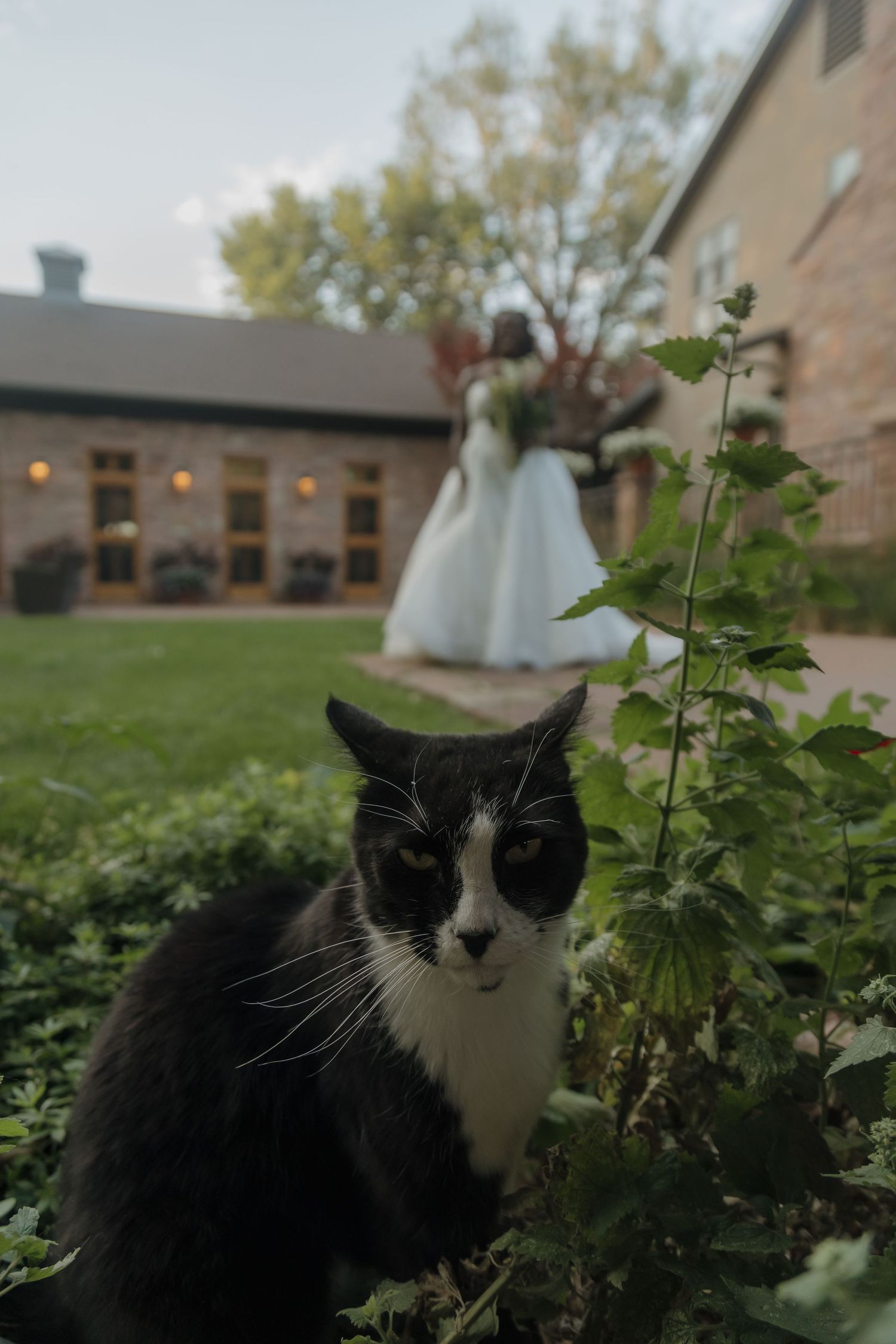 Black and white tuxedo cat in garden foreground with bride in white gown posing near brick building.
