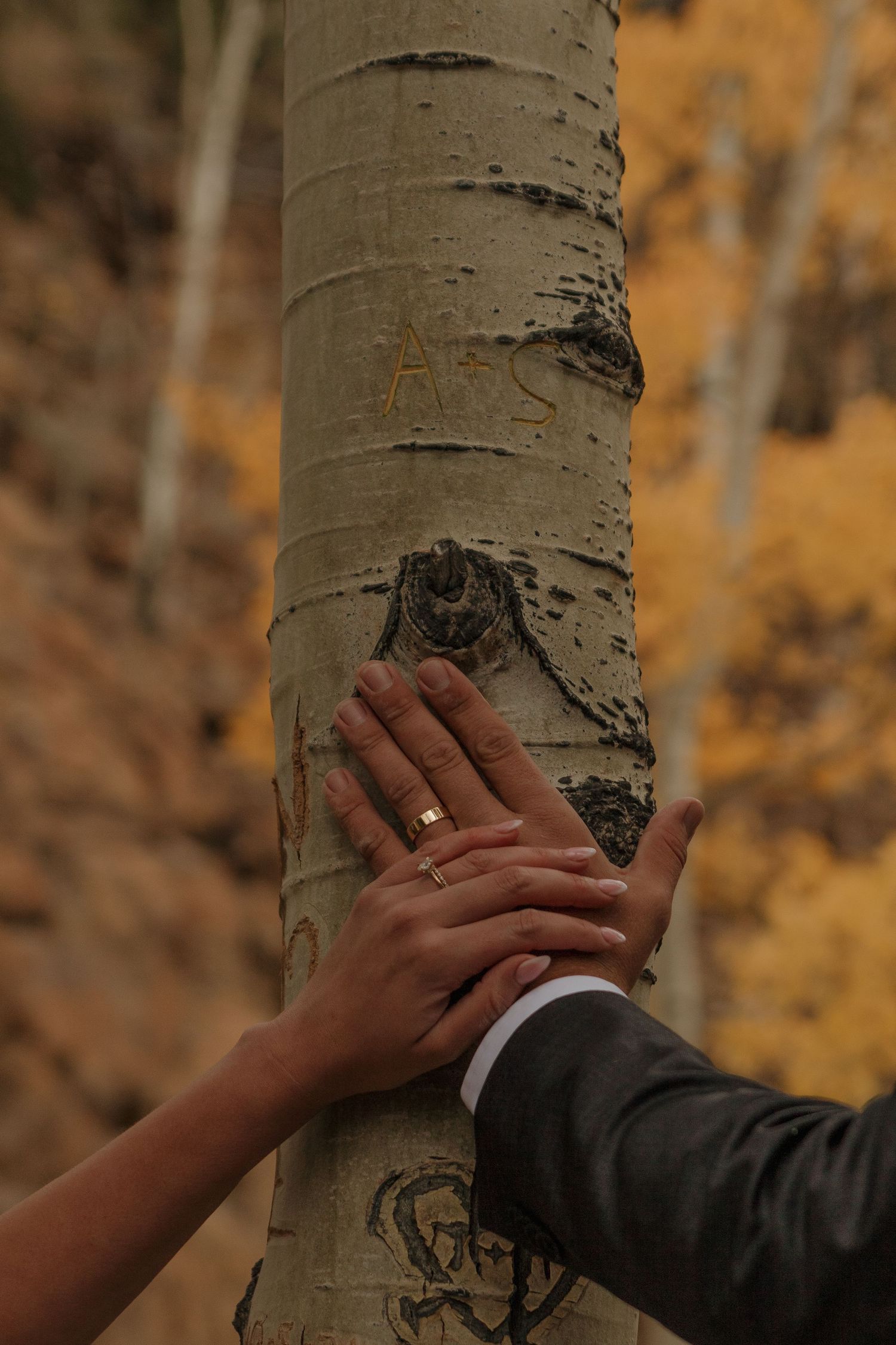 Two hands touch tenderly against the bark of an aspen tree with golden autumn foliage in background.