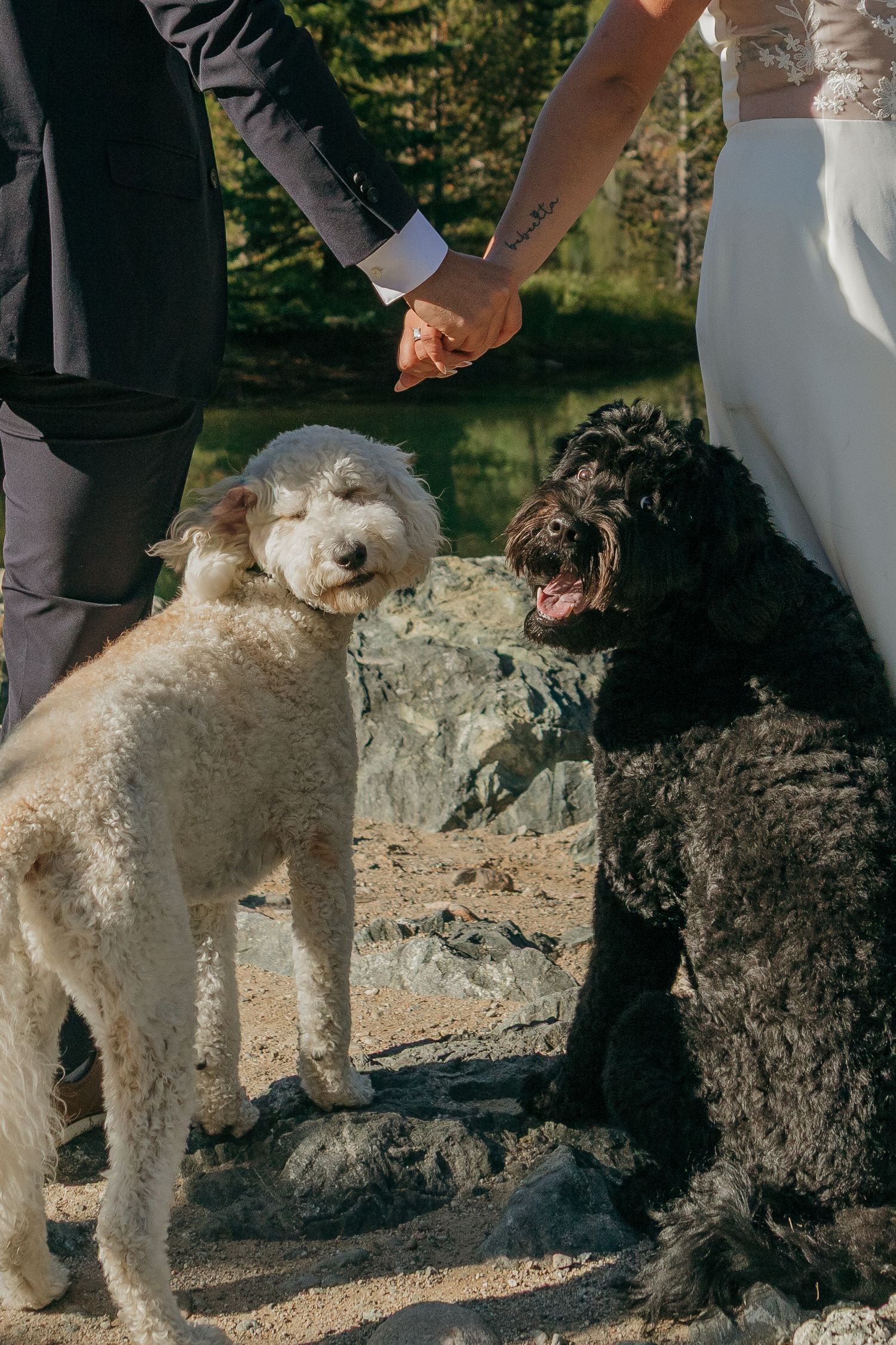 Two fluffy white and black dogs pose with their owners during a wedding photoshoot.