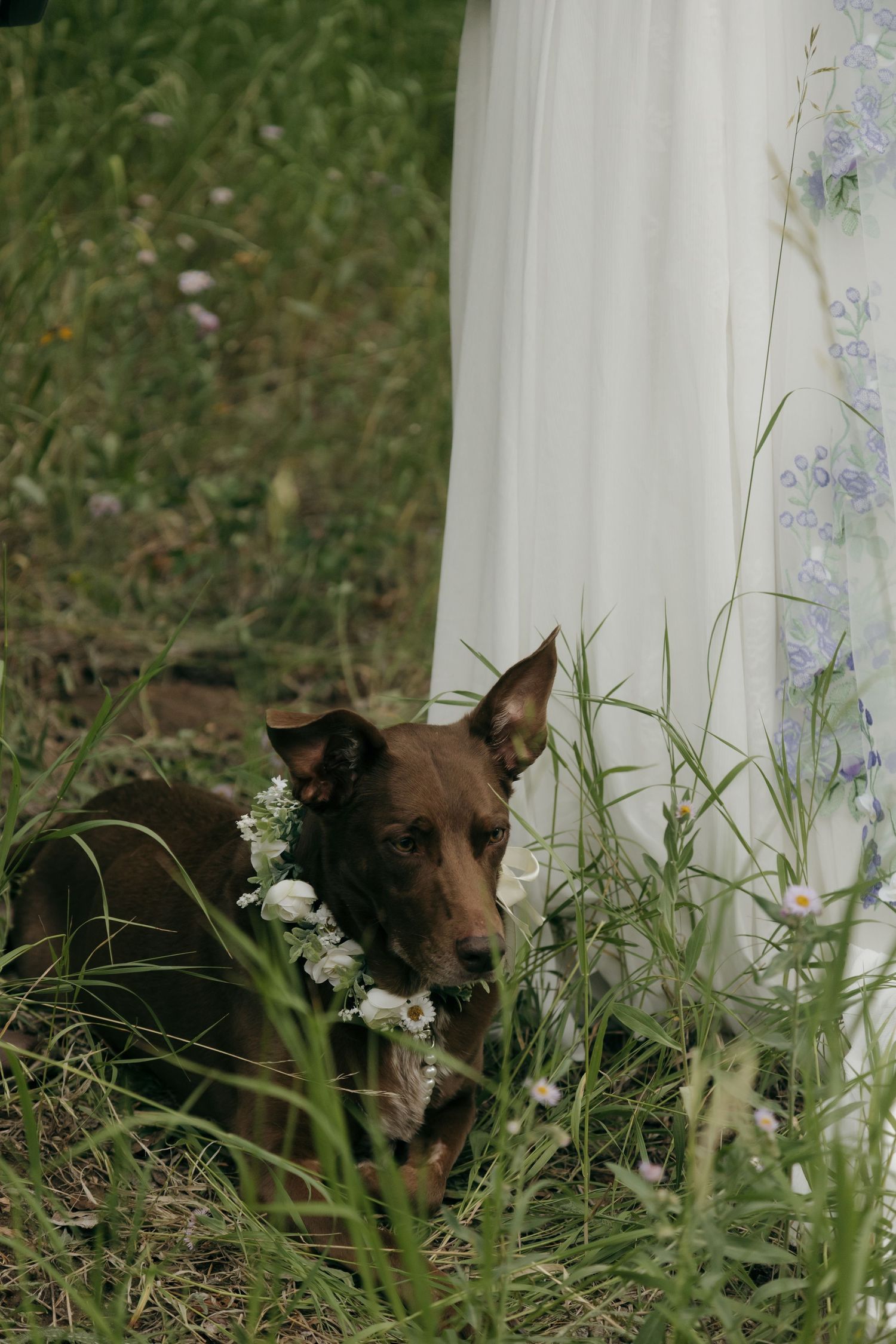 Brown dog wearing a white flower crown laying in green grass beside a bride in a white wedding dress outdoors.