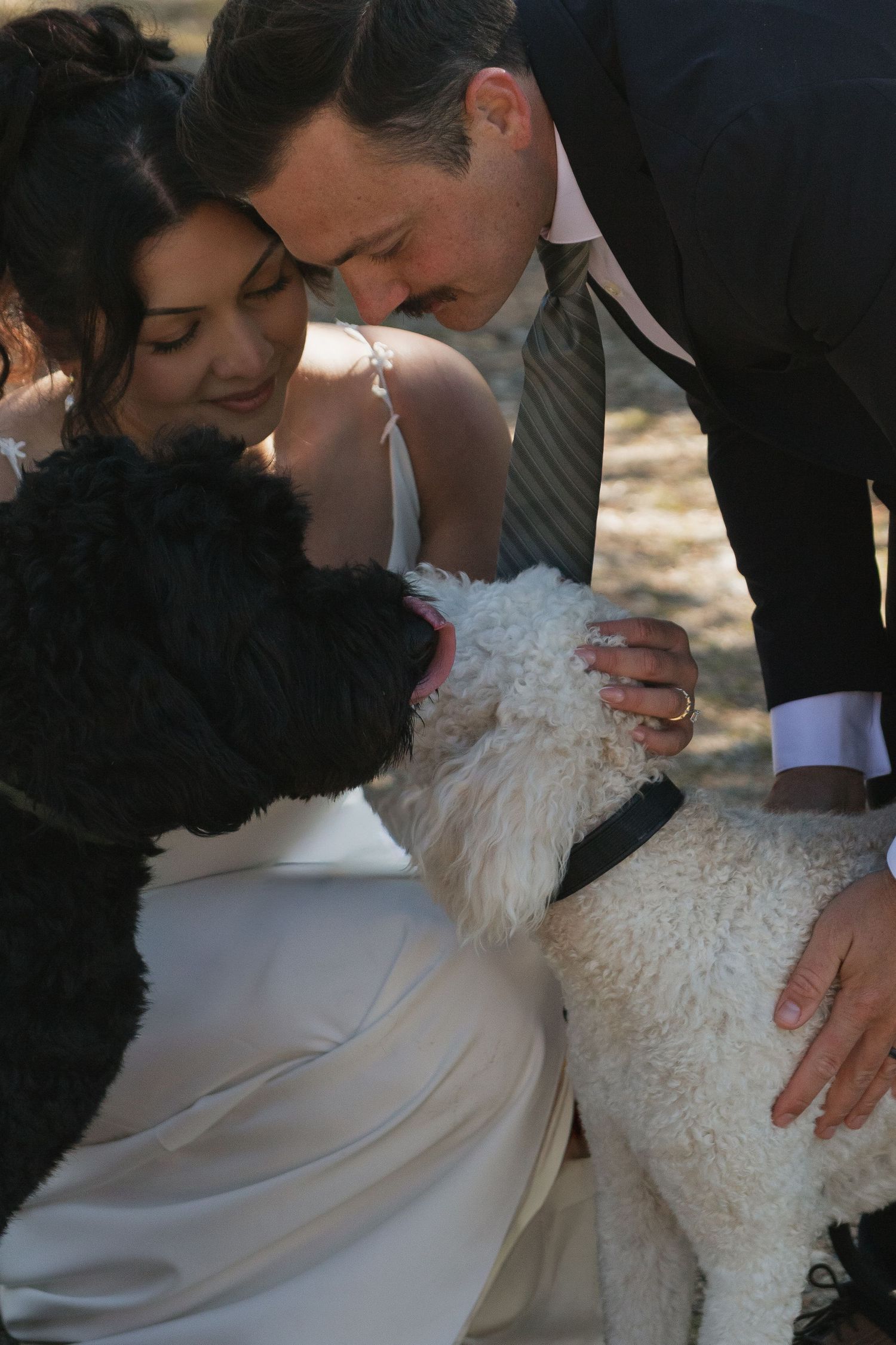 A couple shares a tender moment with their fluffy white dog during their wedding photoshoot.
