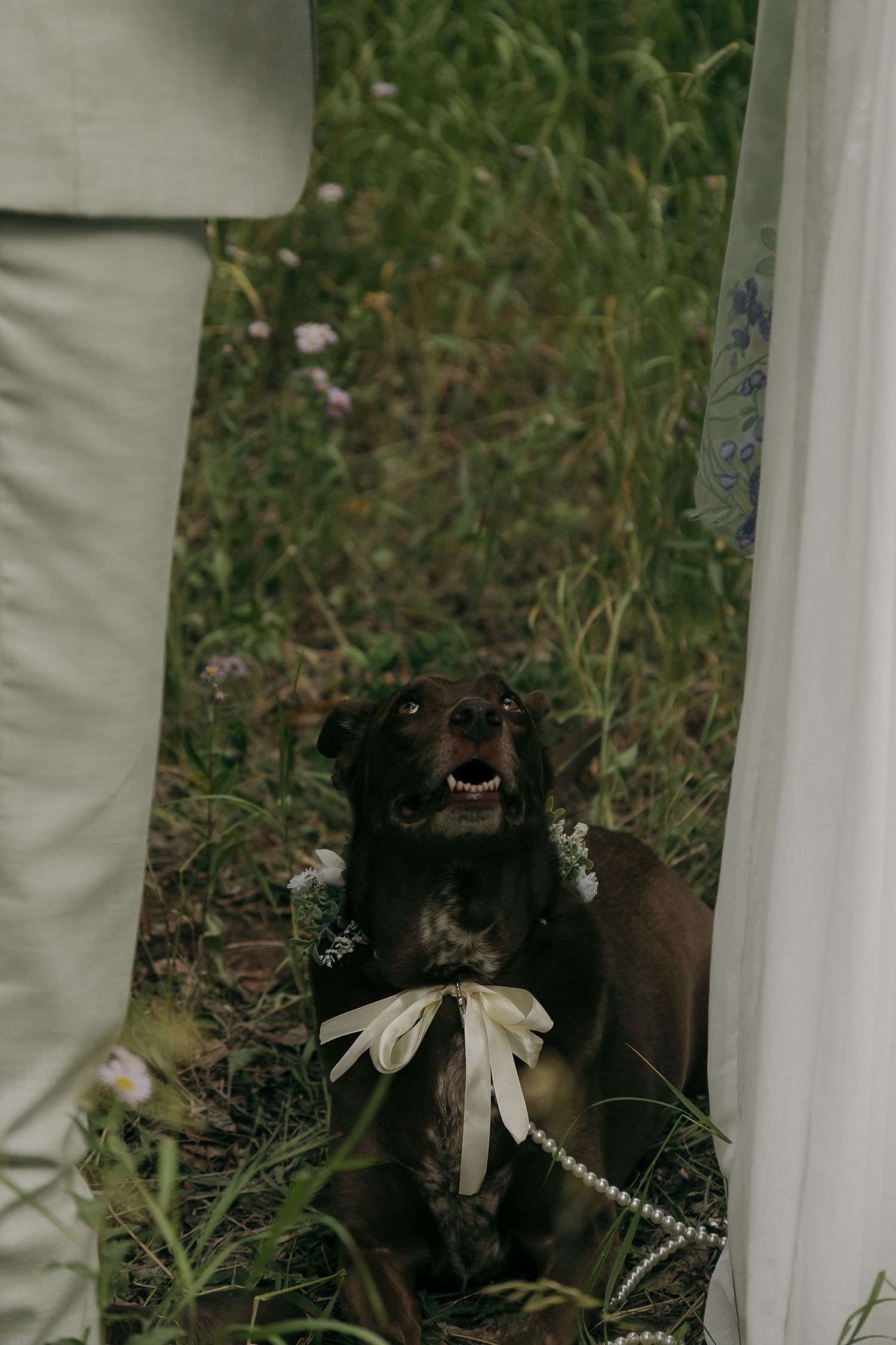 Adorable dark brown dog wearing floral collar and pearl necklace sits in wildflower meadow at wedding.