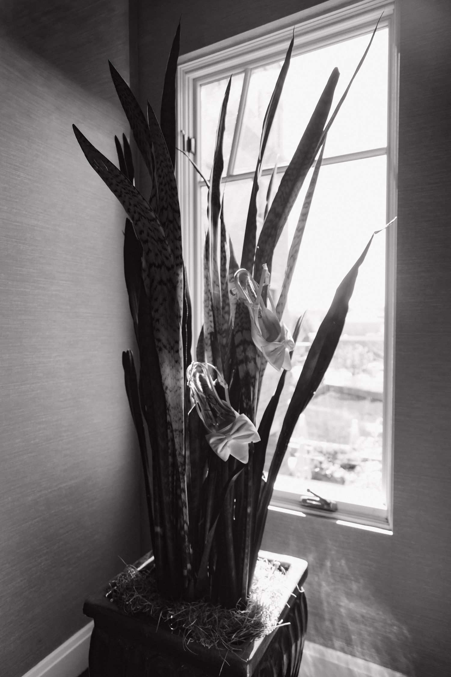 Black and white photo of wedding shoes tucked into tall snake plant beside sunlit window.