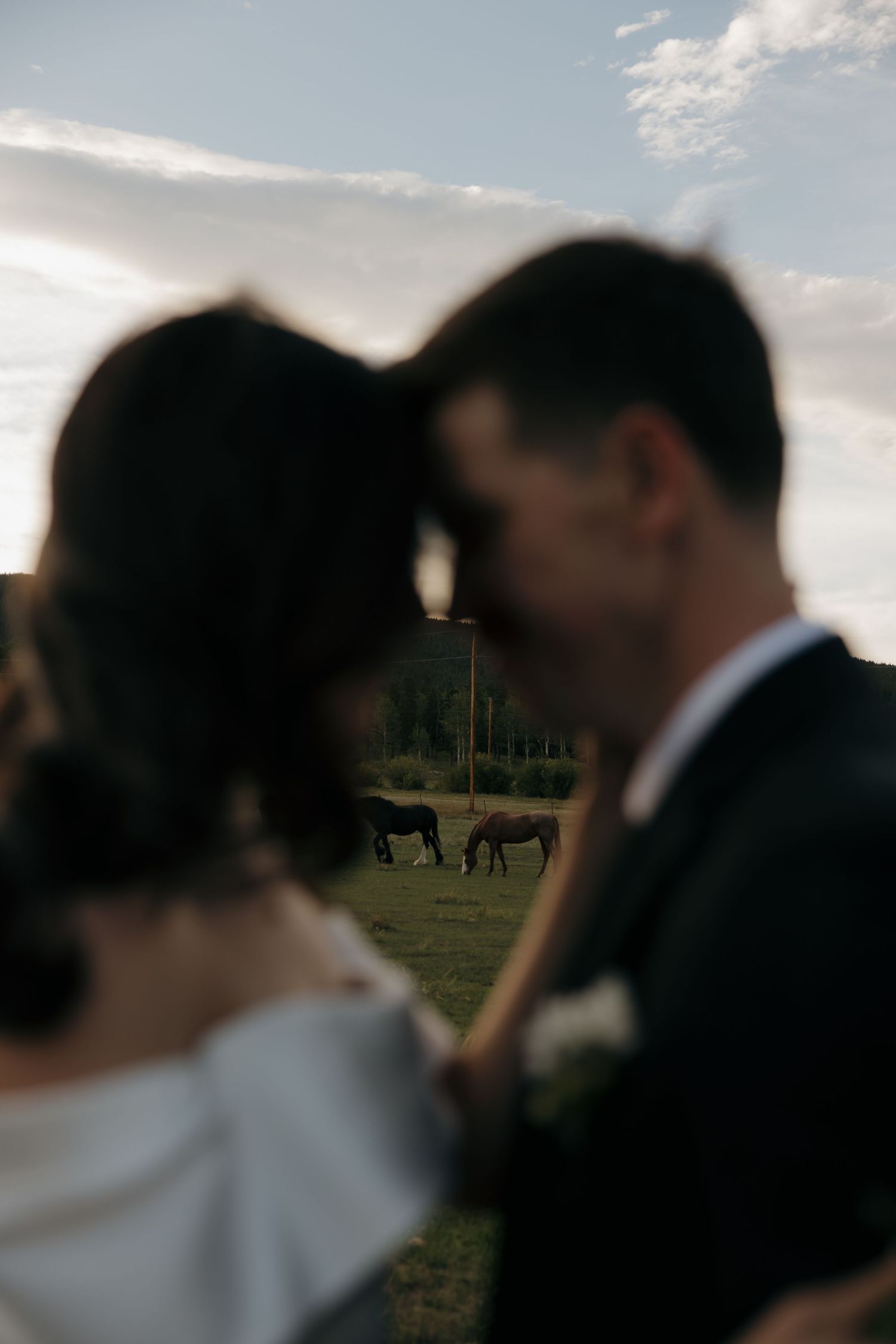 Blurred bride and groom embrace in foreground with horses grazing in sunlit field behind them.
