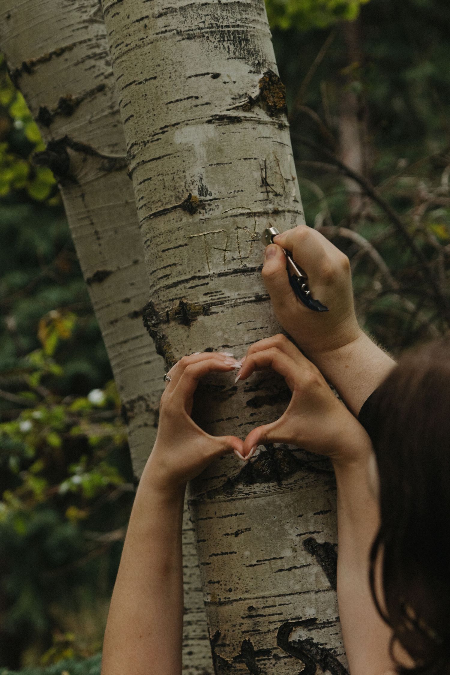 Hands carve a heart shape into the trunk of a birch tree in a nature setting.