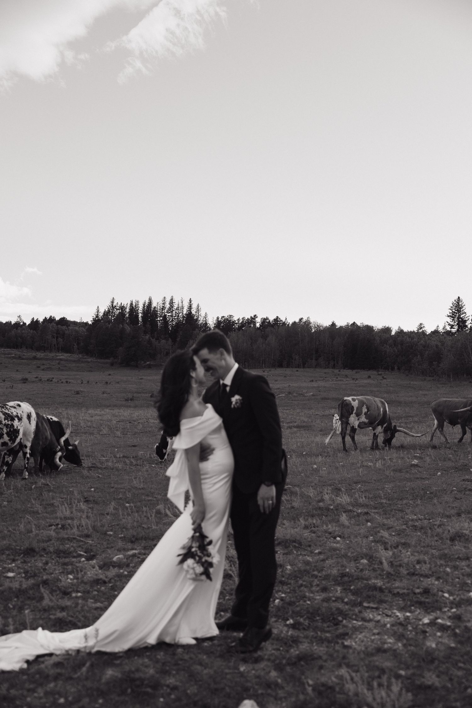 Black and white photo of bride and groom embracing in field with cattle grazing in background.