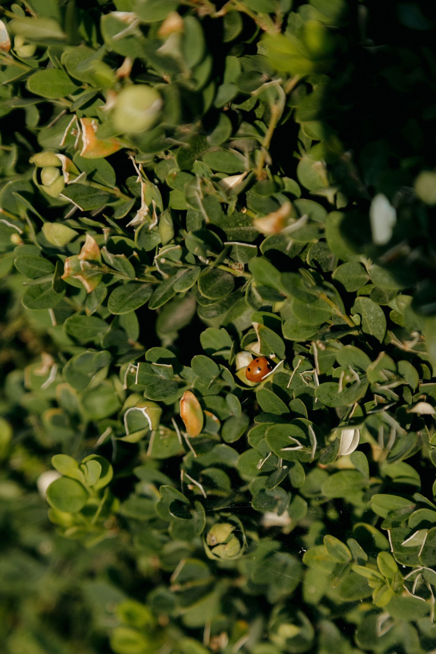 Close-up of dense green leafy shrub with small buds and a ladybug visible among the foliage.