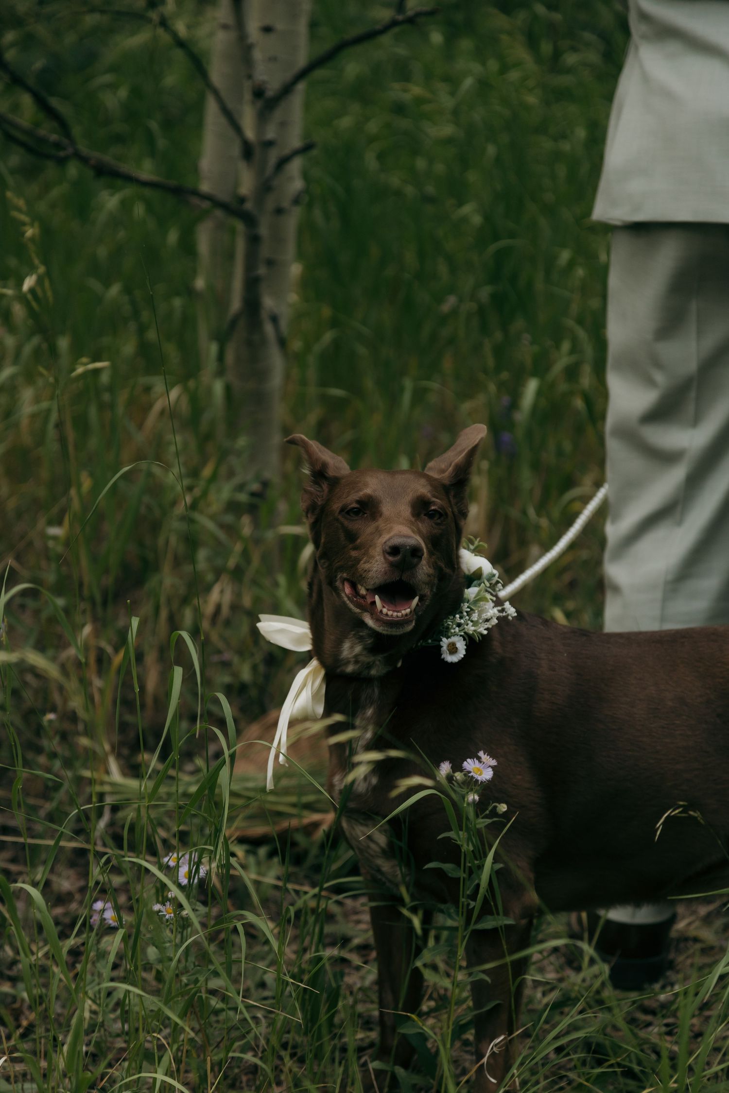 Brown dog wearing floral collar stands in lush green forest beside person in light gray pants.