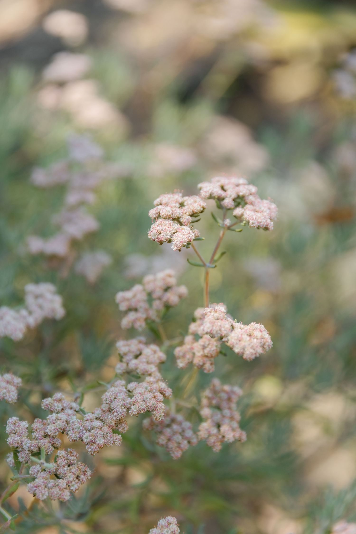 Delicate clusters of small pink wildflowers bloom in soft focus against a blurred natural background.