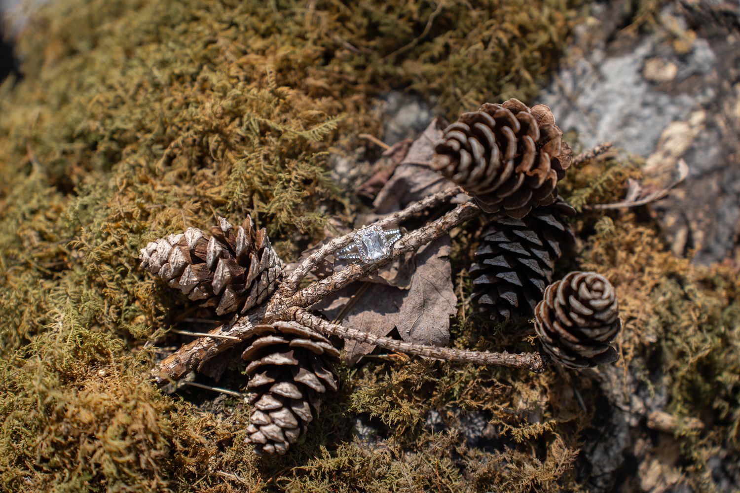 Pine cones and a diamond engagement ring resting on moss-covered rock in a natural outdoor setting.