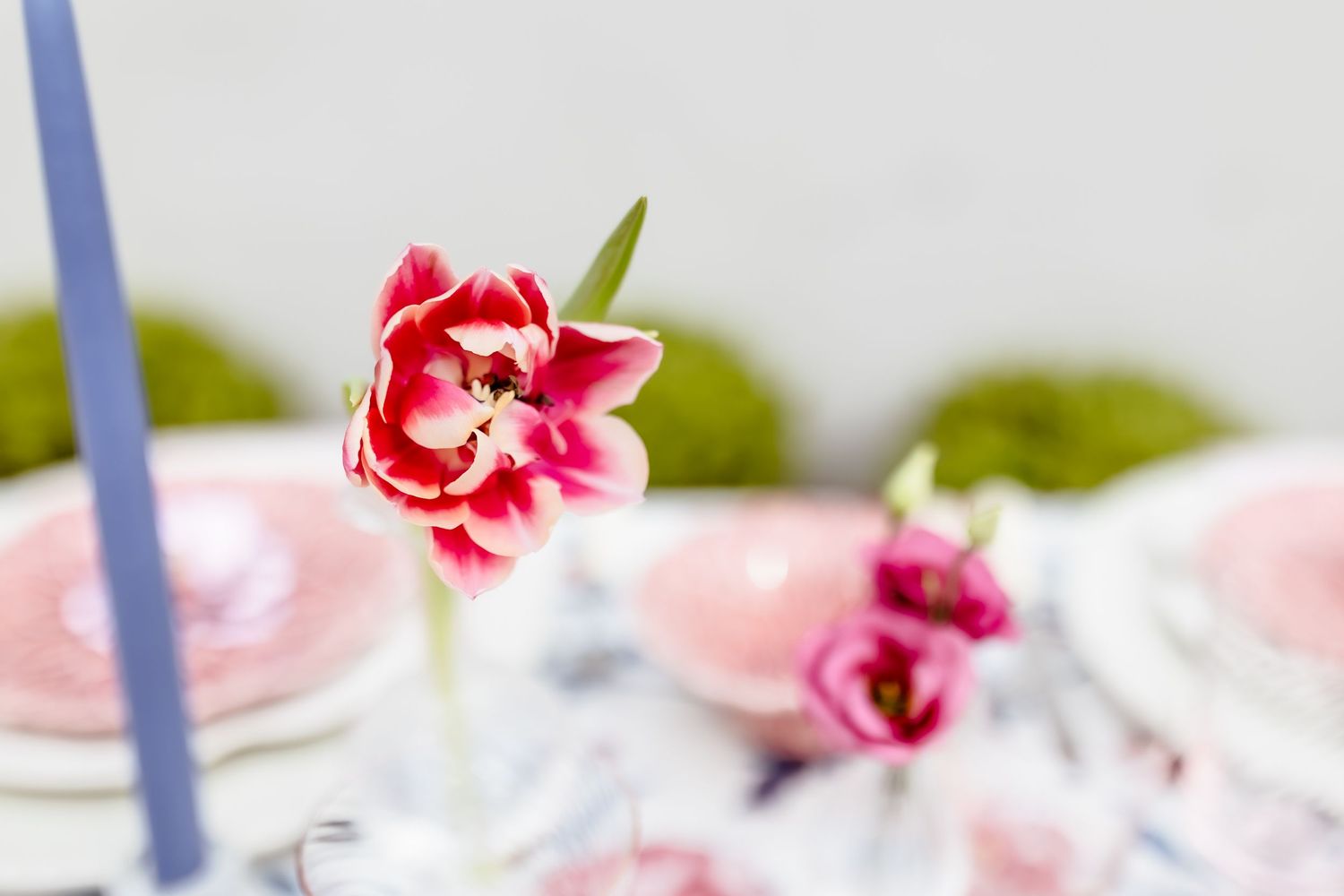 Pink tulip in focus with blurred pastel table setting, pink plates, blue candle, and moss decor in background.