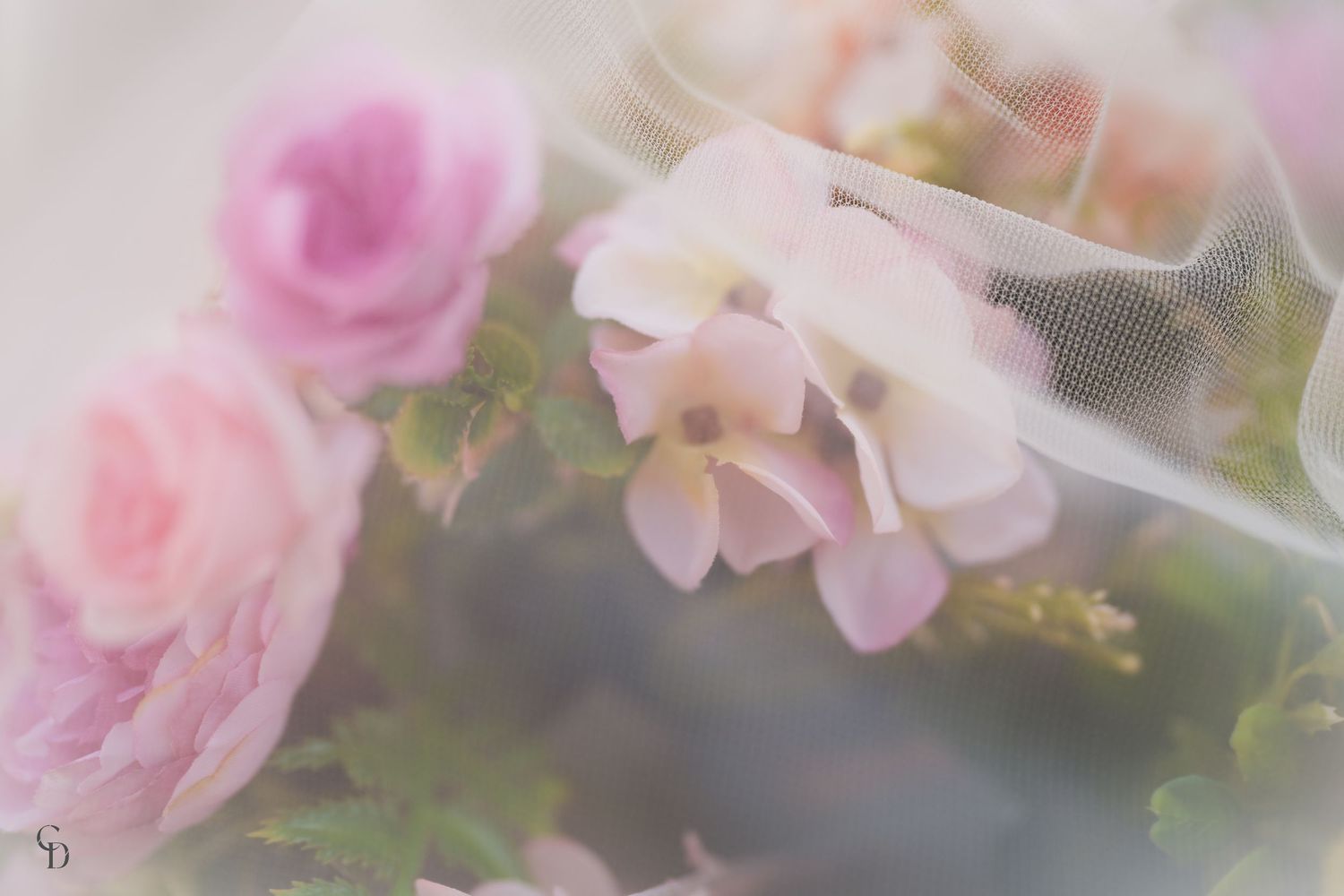 Soft focus pink roses creating a dreamy, romantic atmosphere.