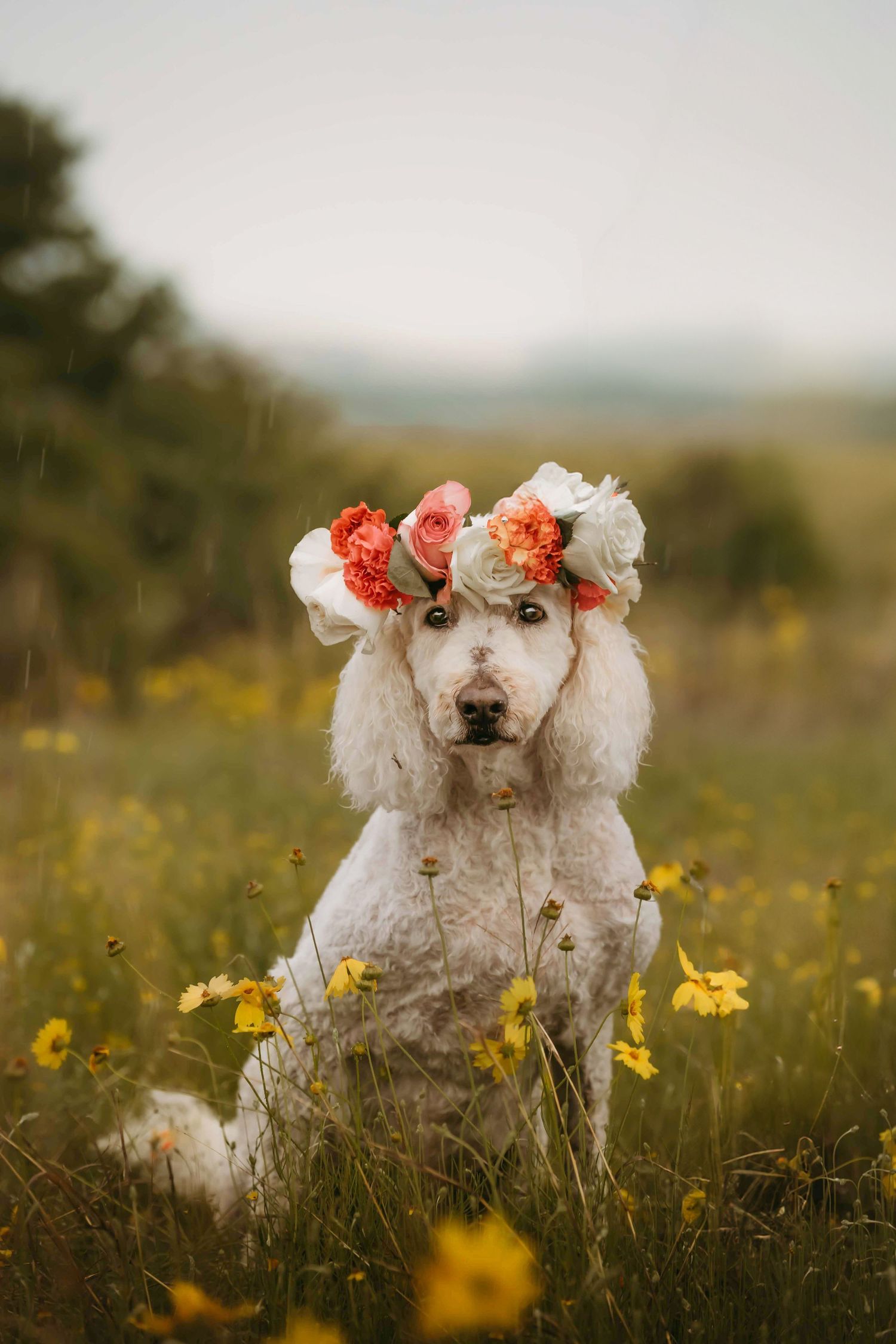 Wichita Wildlife Mountains Refuge Altus Oklahoma Family Session Photoshoot Lawton, Indiahoma, Medicine Park, Dogs pets furbaby, rainy cloudy