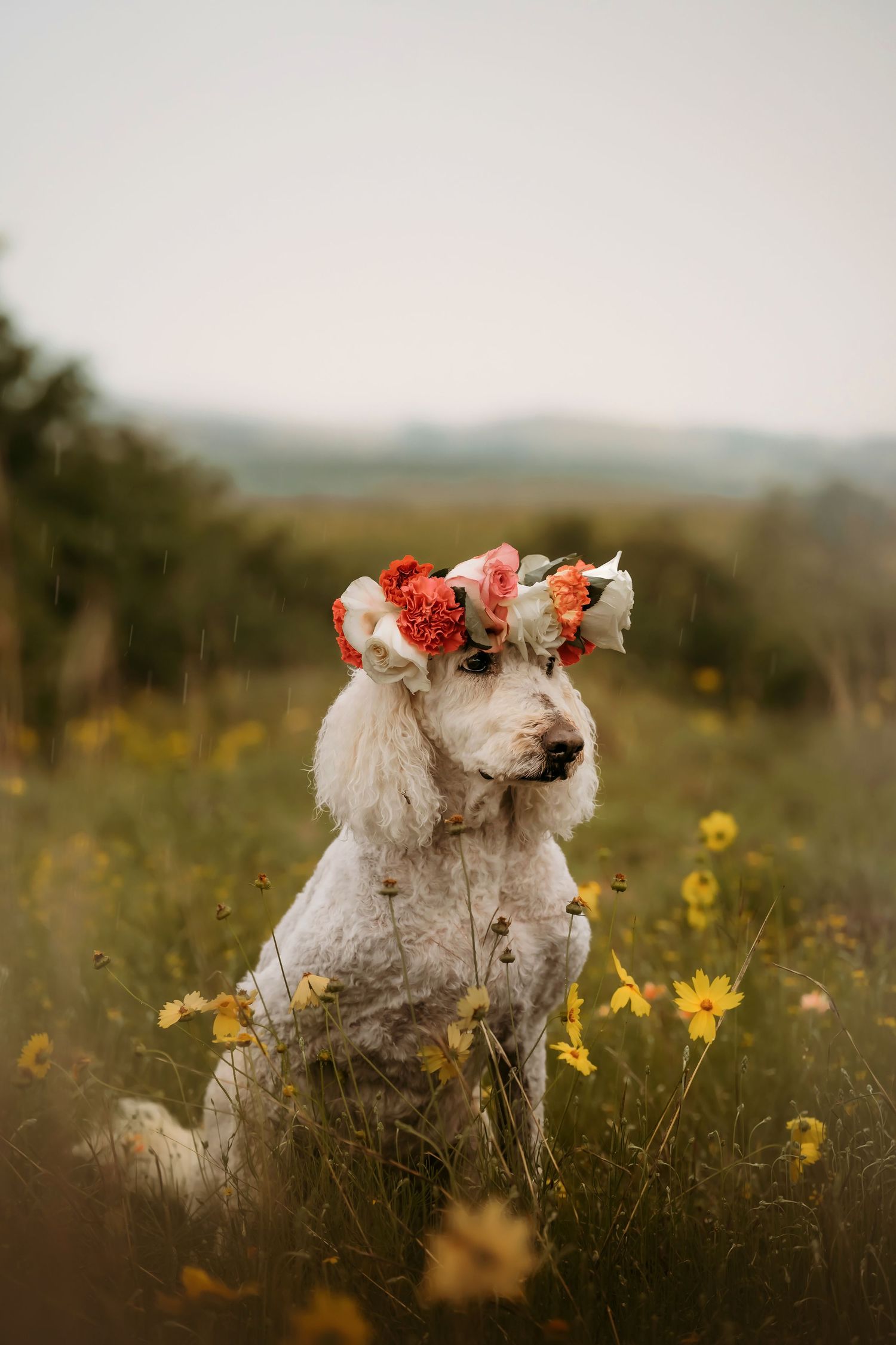 Wichita Wildlife Mountains Refuge Altus Oklahoma Family Session Photoshoot Lawton, Indiahoma, Medicine Park, Dogs pets furbaby, rainy cloudy