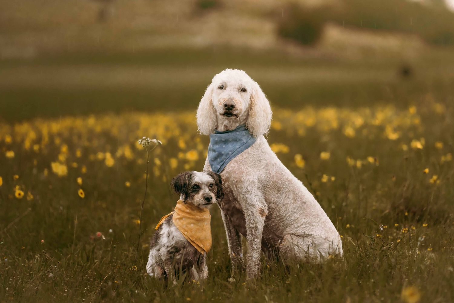 Wichita Wildlife Mountains Refuge Altus Oklahoma Family Session Photoshoot Lawton, Indiahoma, Medicine Park, Dogs pets furbaby, rainy cloudy