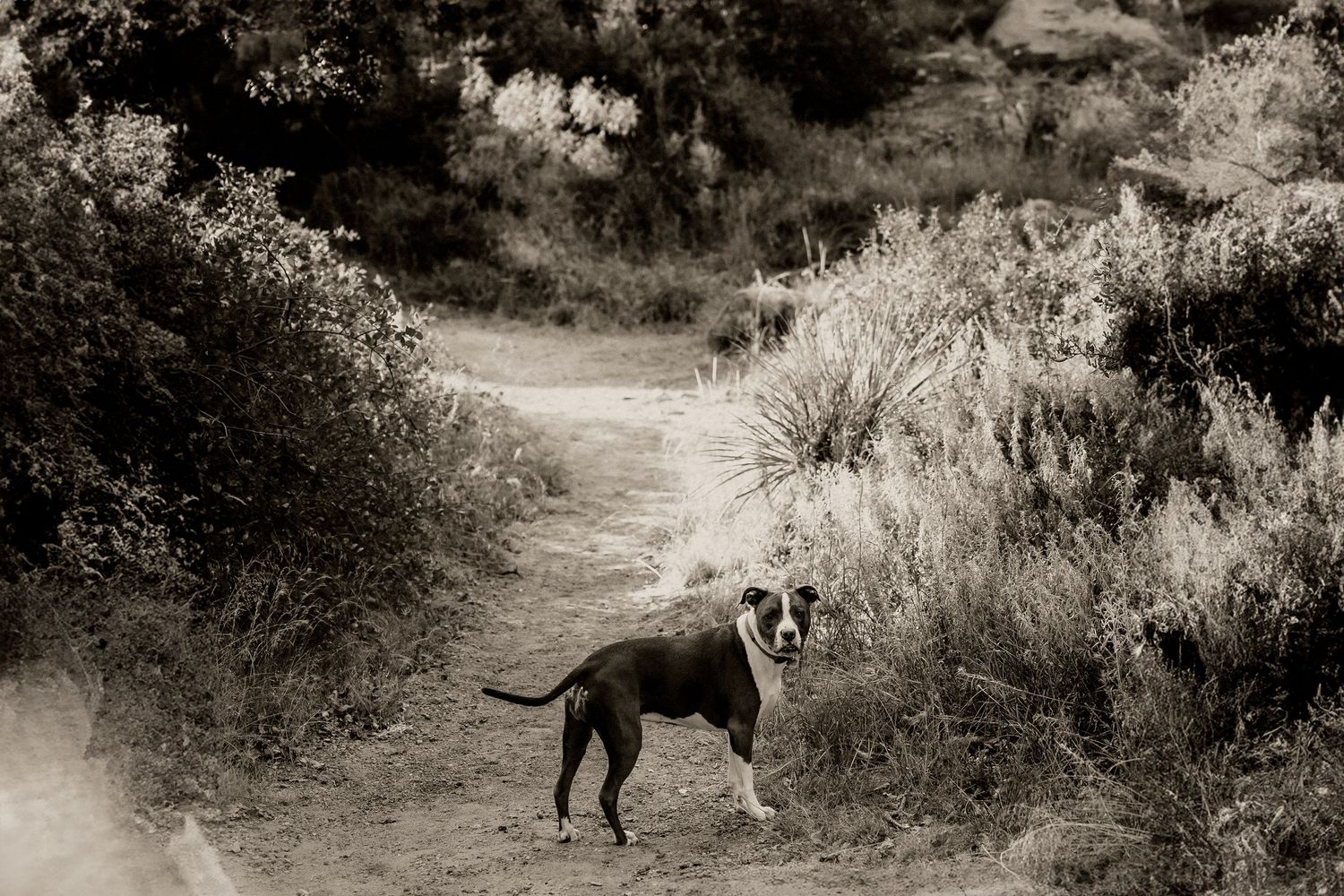 Quartz Mountain State Park Trail Oklahoma GIttens Family Session, portraits photoshoot dog