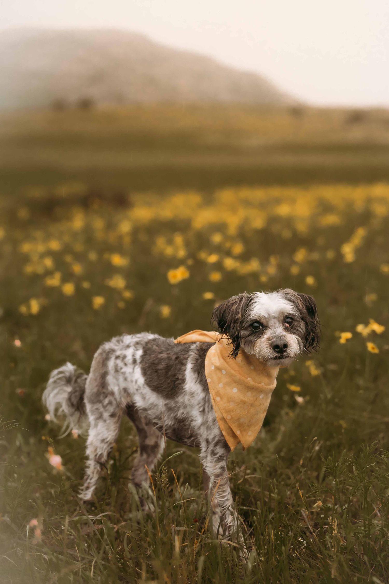 Wichita Wildlife Mountains Refuge Altus Oklahoma Family Session Photoshoot Lawton, Indiahoma, Medicine Park, Dogs pets furbaby, rainy cloudy