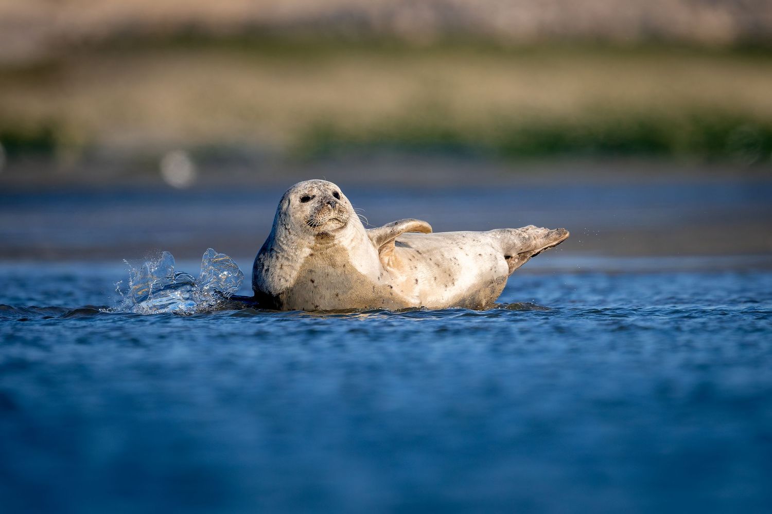 Harbor seal swims and plays in blue ocean water during sunny day.