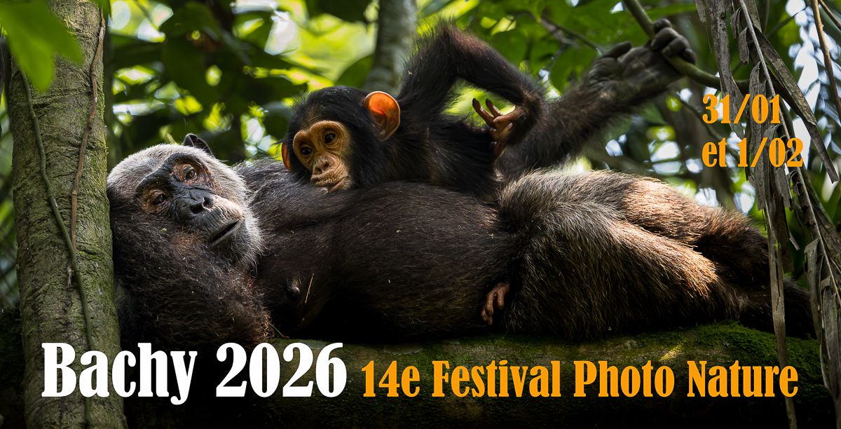 A group of chimpanzees resting and socializing together in lush green foliage at a wildlife sanctuary.