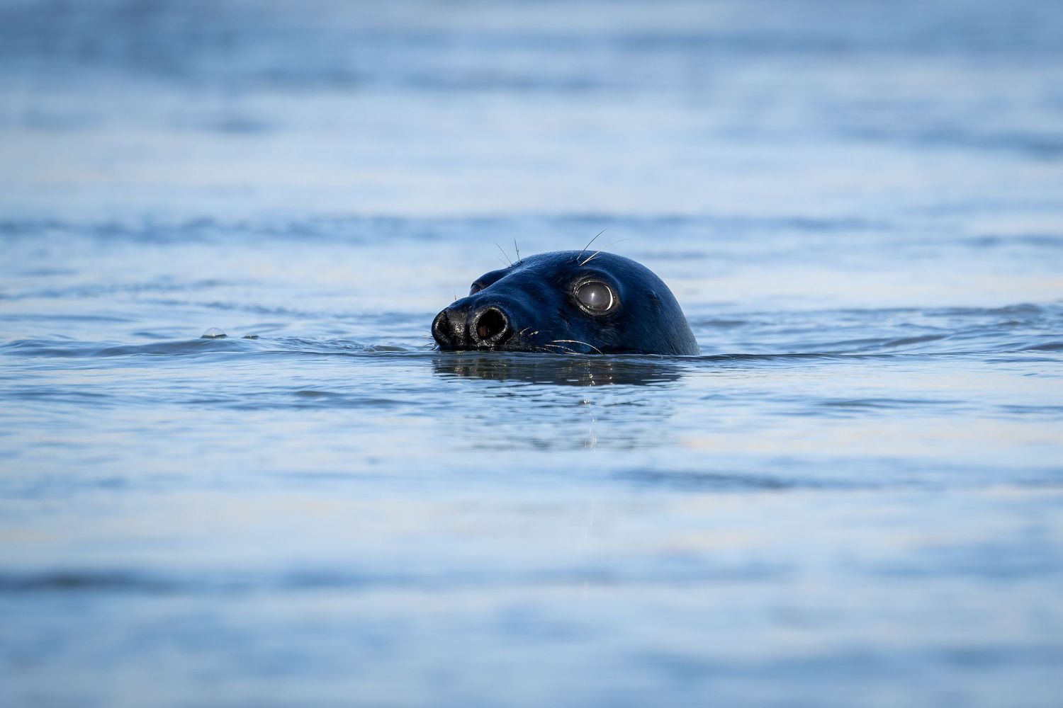 A seal peeks its head above the water surface creating a rippling effect in the blue ocean.