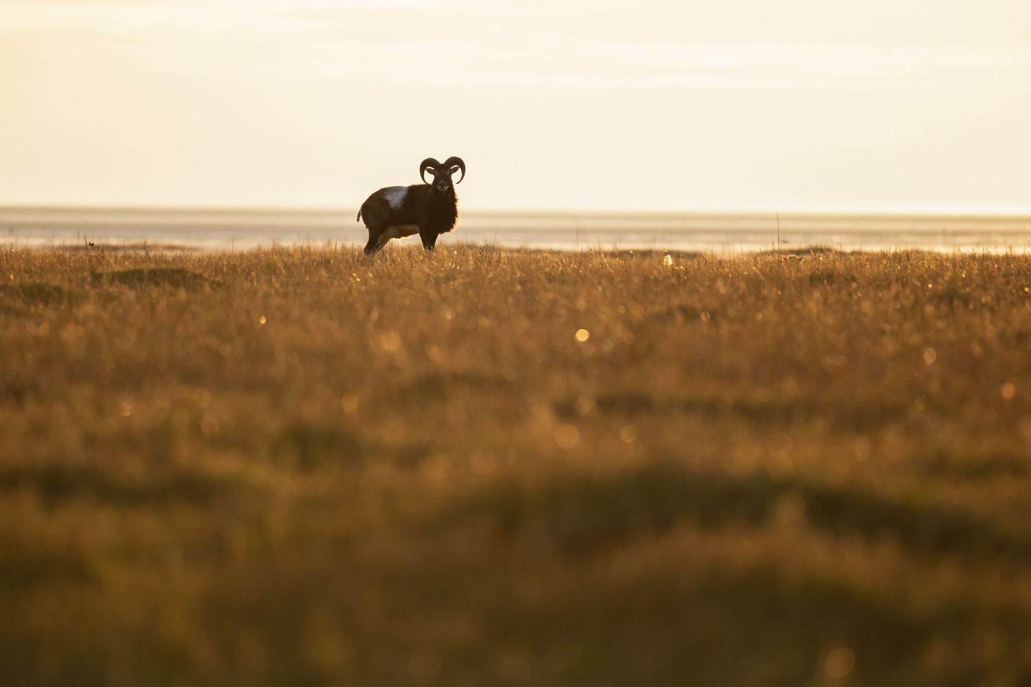 A silhouetted buffalo stands on a hill against a golden sunset sky in the prairie landscape.