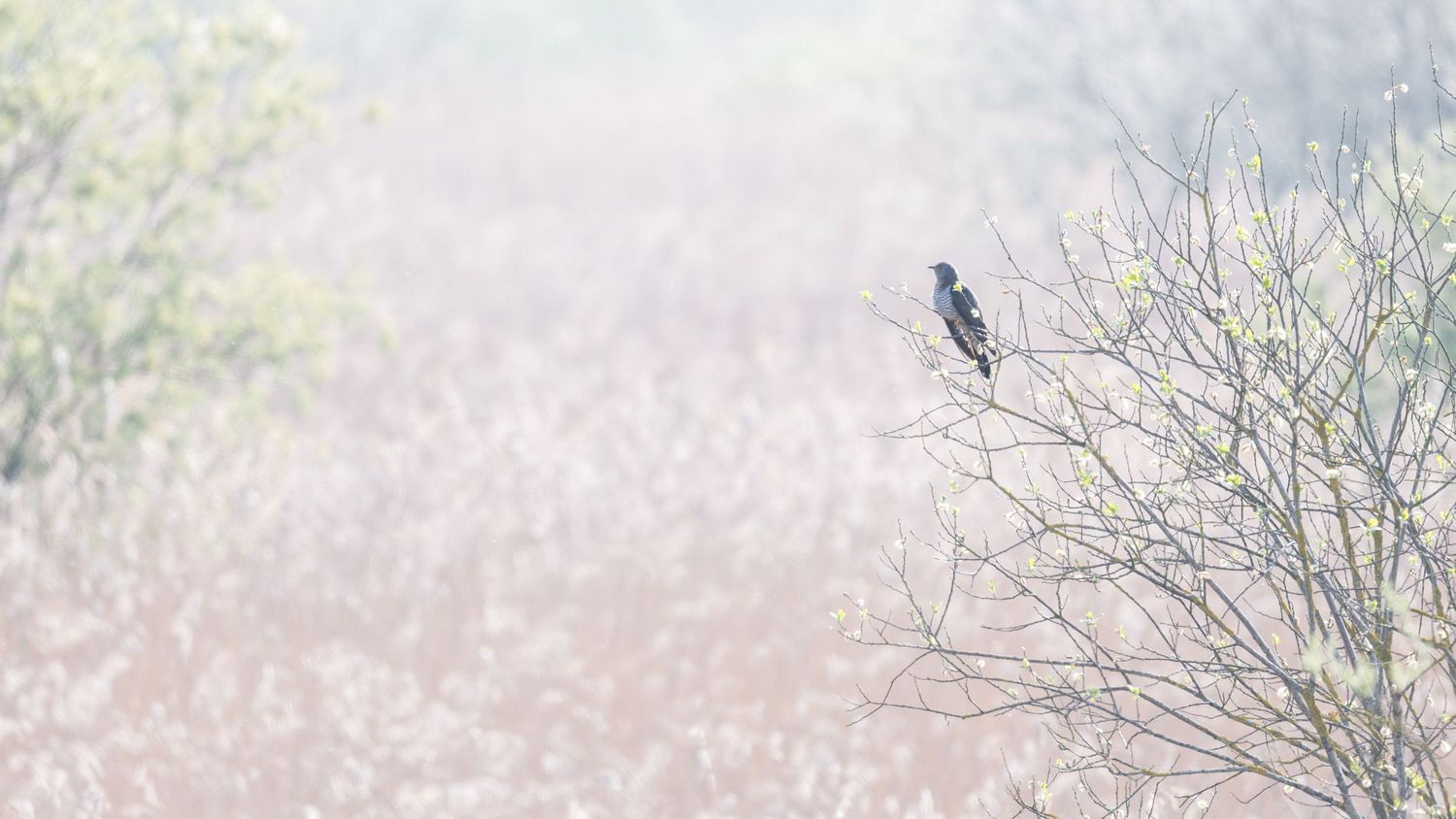 Snow-covered winter landscape with bare trees and a dark bird perched on a branch against a misty gray sky.