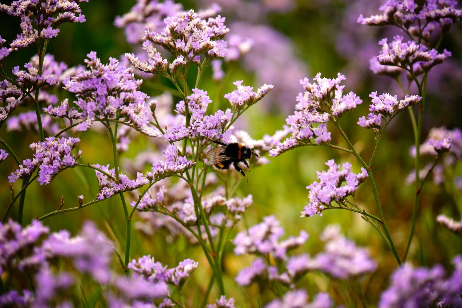 Delicate pink wildflowers bloom against a soft green blurred background in a spring garden setting.