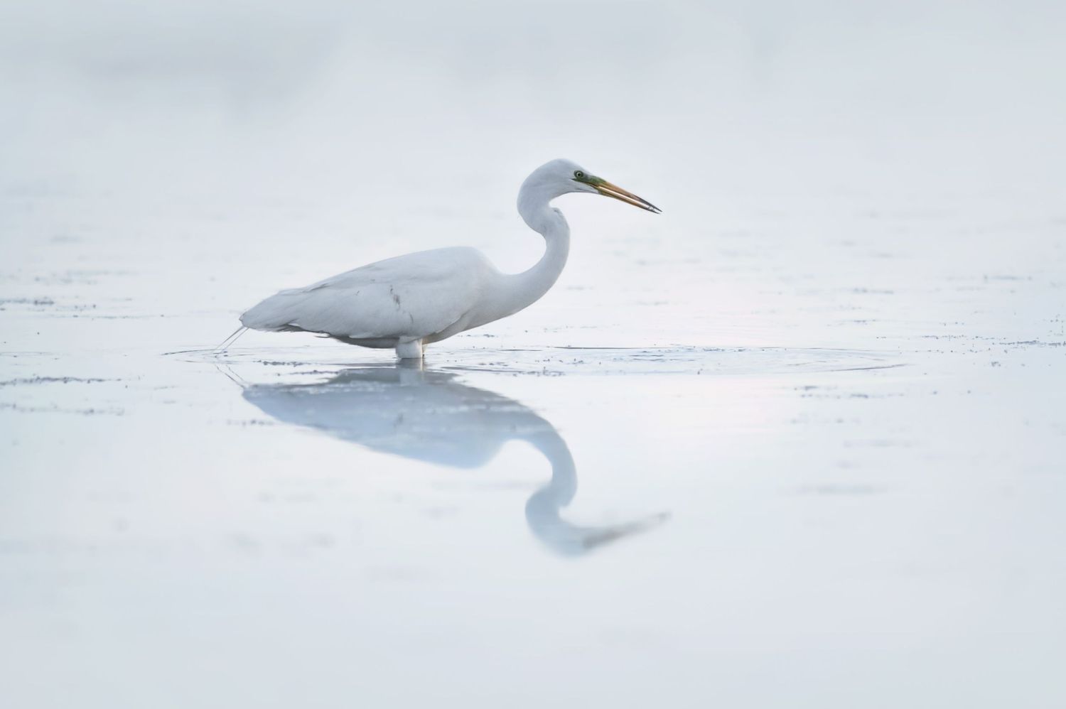 Grande aigrette à la recherche de nourriture en Baie