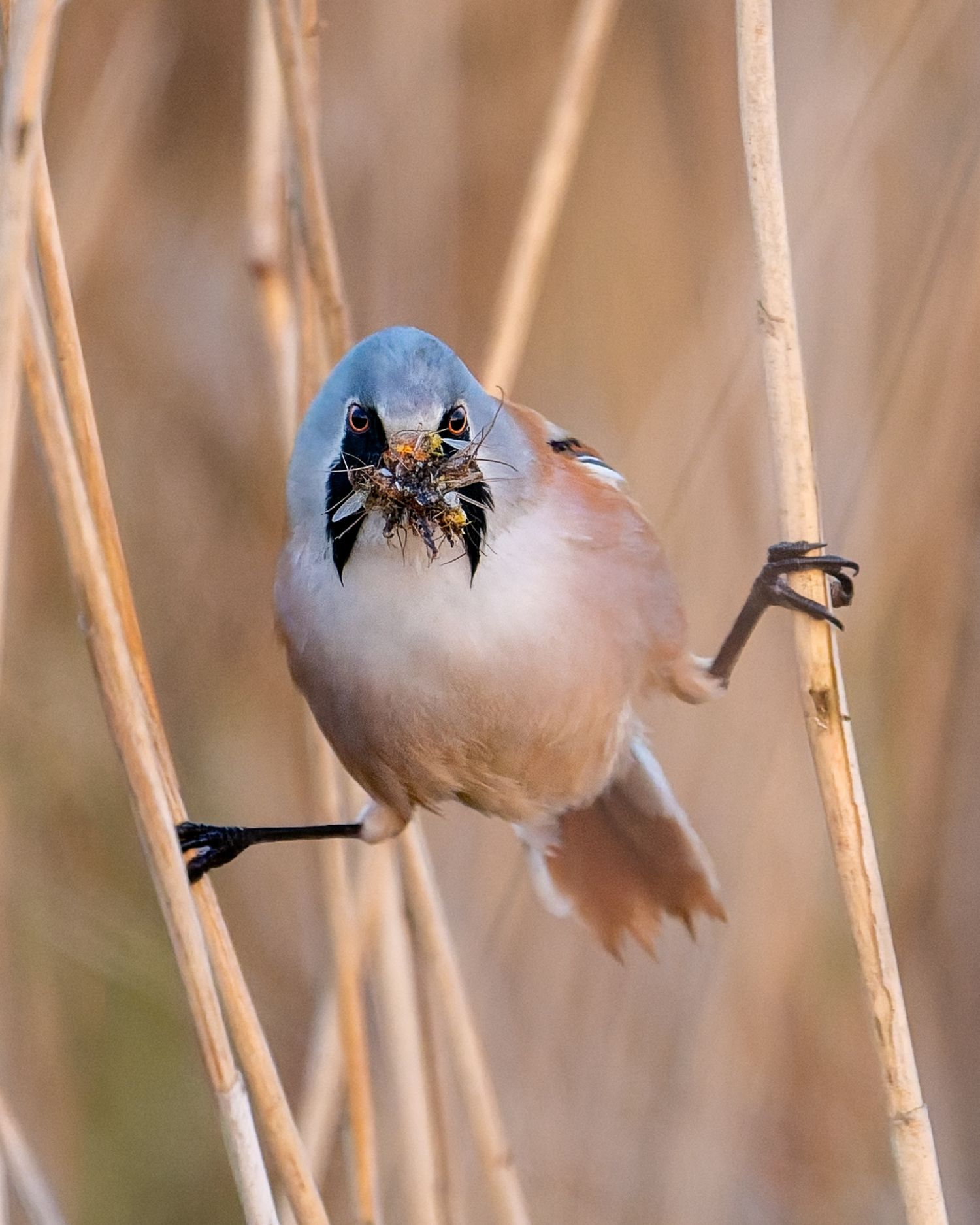 A bearded reedling bird perches among dried reeds in a wetland habitat during golden hour.