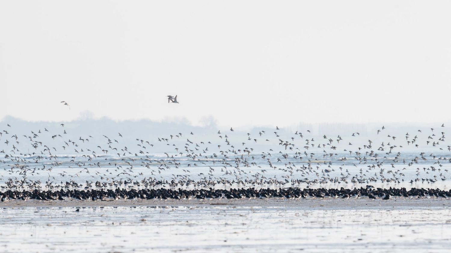 A large flock of seabirds flying over a misty ocean horizon in a minimalist winter landscape.