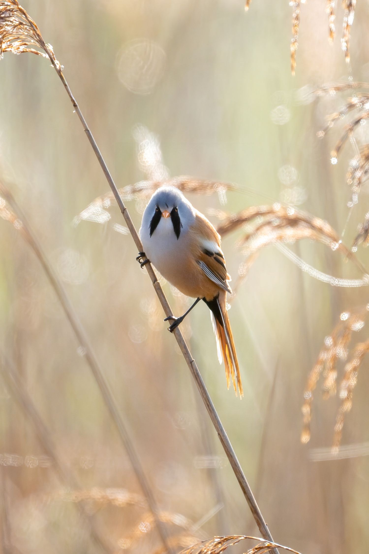 A small bearded reedling bird perches delicately on a thin reed stalk against a soft, blurred natural background.