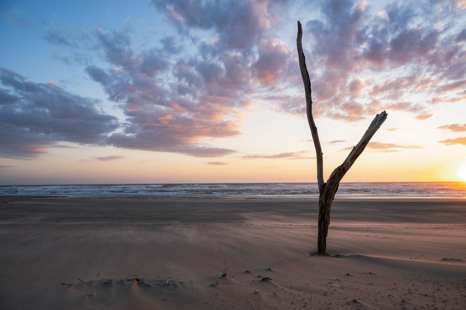 A lone driftwood branch stands on a sandy beach at sunset with dramatic cloudy skies over calm ocean waters.
