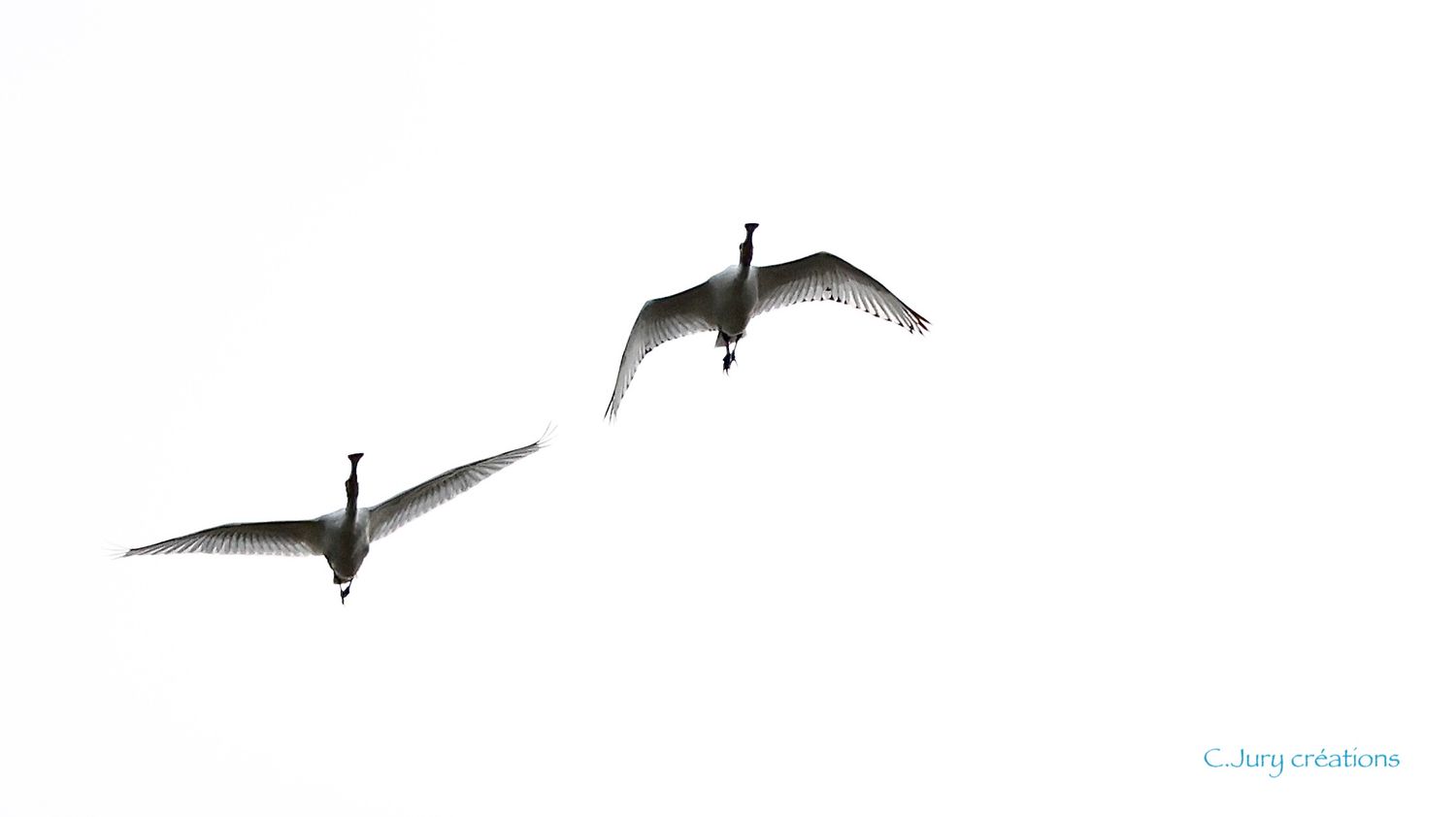 Seagulls soar gracefully over a tranquil beach against a soft cloudy sky at sunset.