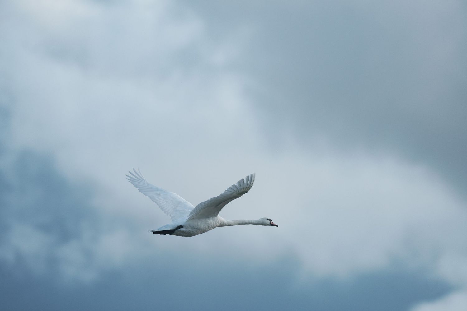 Cygne en vol dans le ciel au nuance pastel de gris bleu