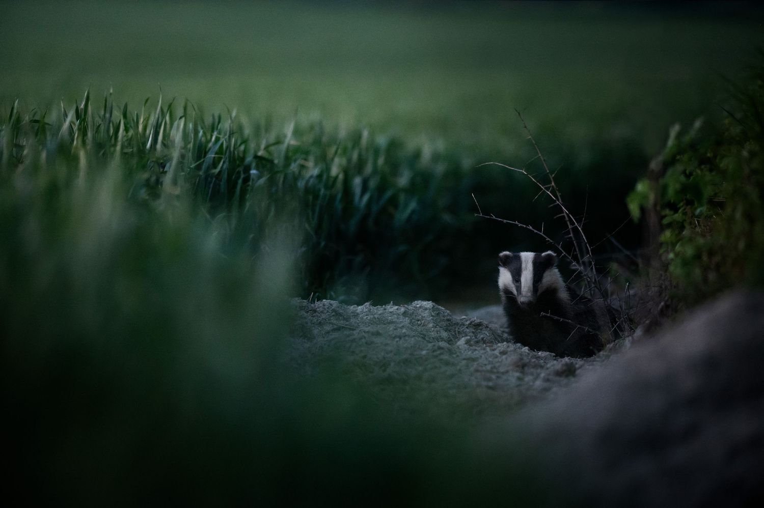 A dark, moody panoramic view of tall grass or reeds against a shadowy background with blurred edges.