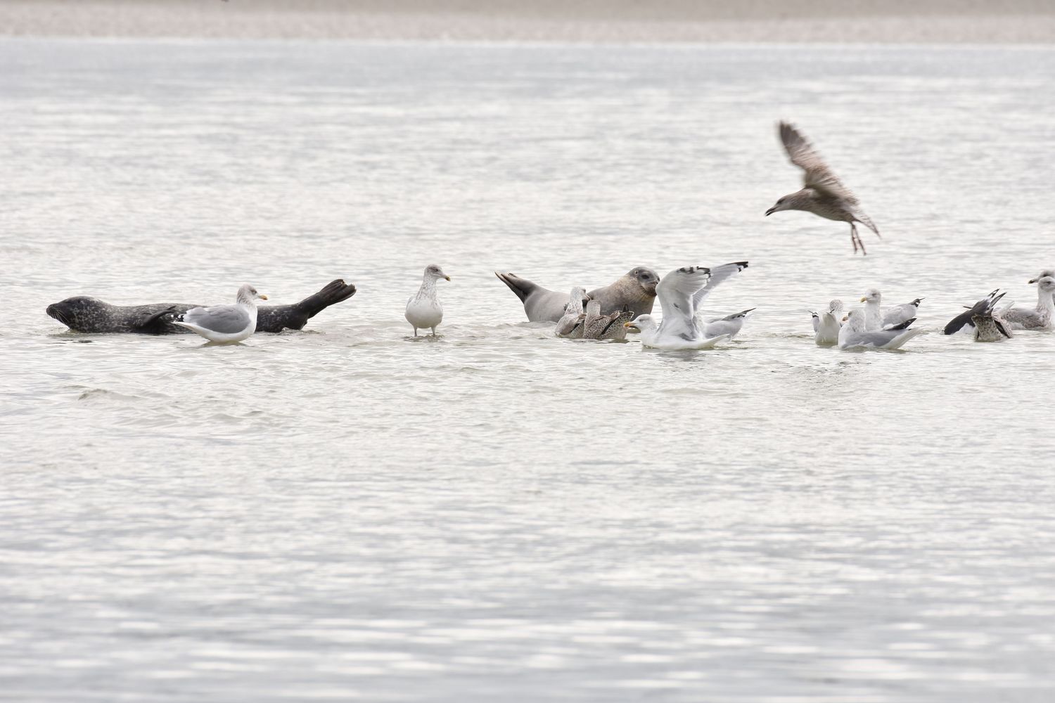 A group of seagulls and pelicans gather together in shallow water near the shoreline.