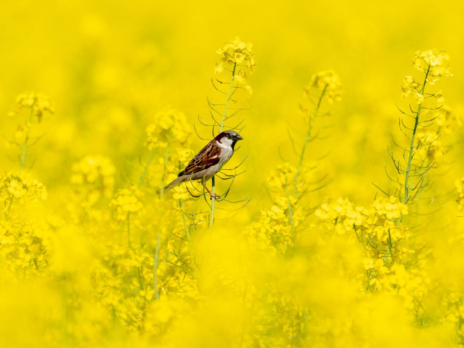 A small chickadee bird perches among vibrant yellow canola flowers in a blooming spring field.
