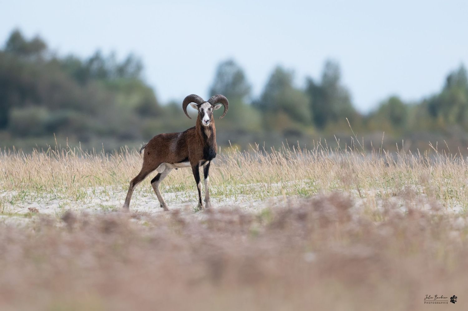 A bighorn sheep stands alert in a grassy meadow with mountains visible in the background.