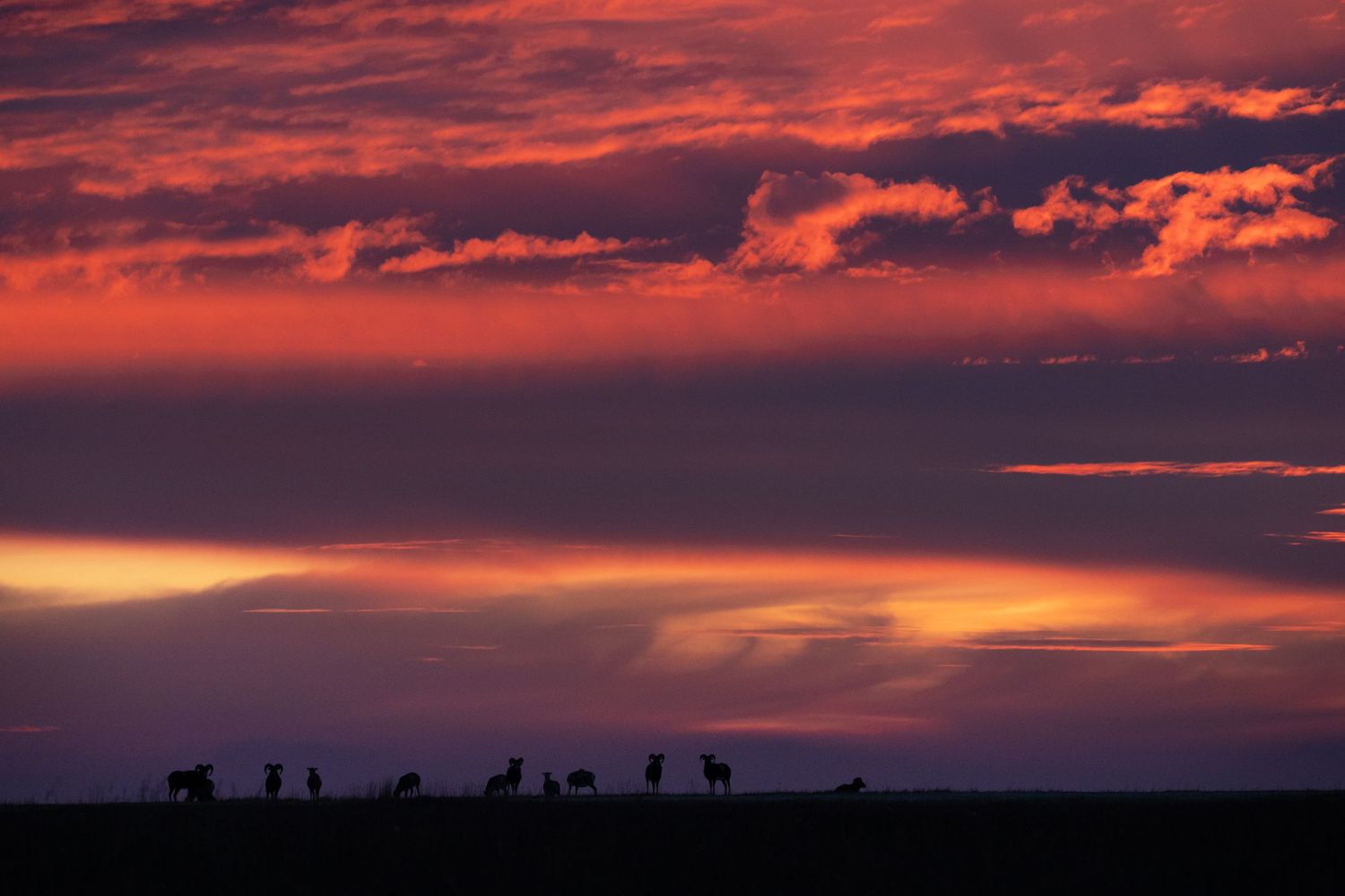 Silhouettes of giraffes stand against a dramatic red and orange sunset sky with dark clouds.
