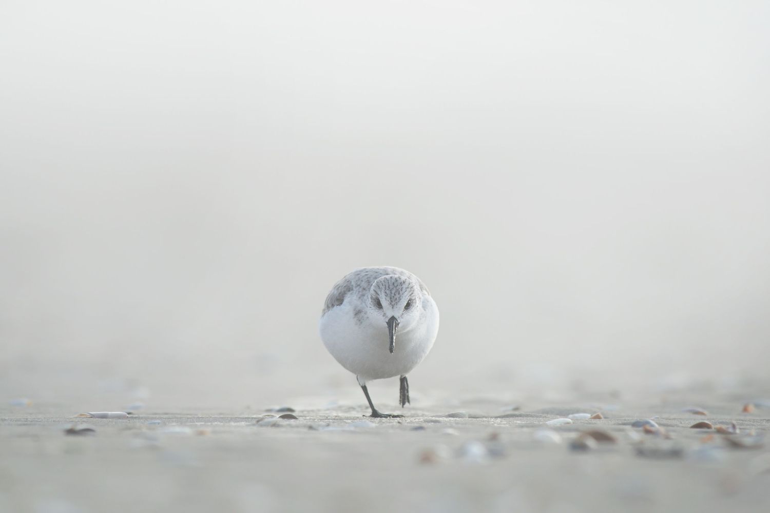 A snowy owl perches on snow-covered ground in a white winter landscape with overcast skies.