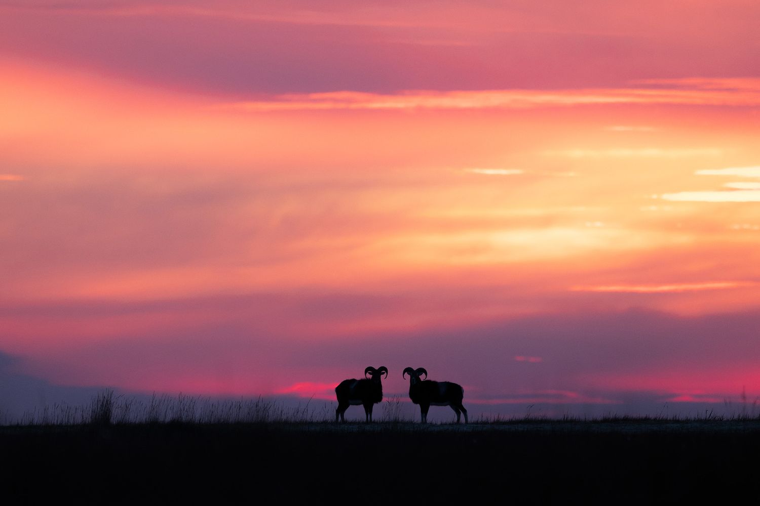 Two deer silhouettes stand together on a hilltop against a vibrant pink and orange sunset sky.