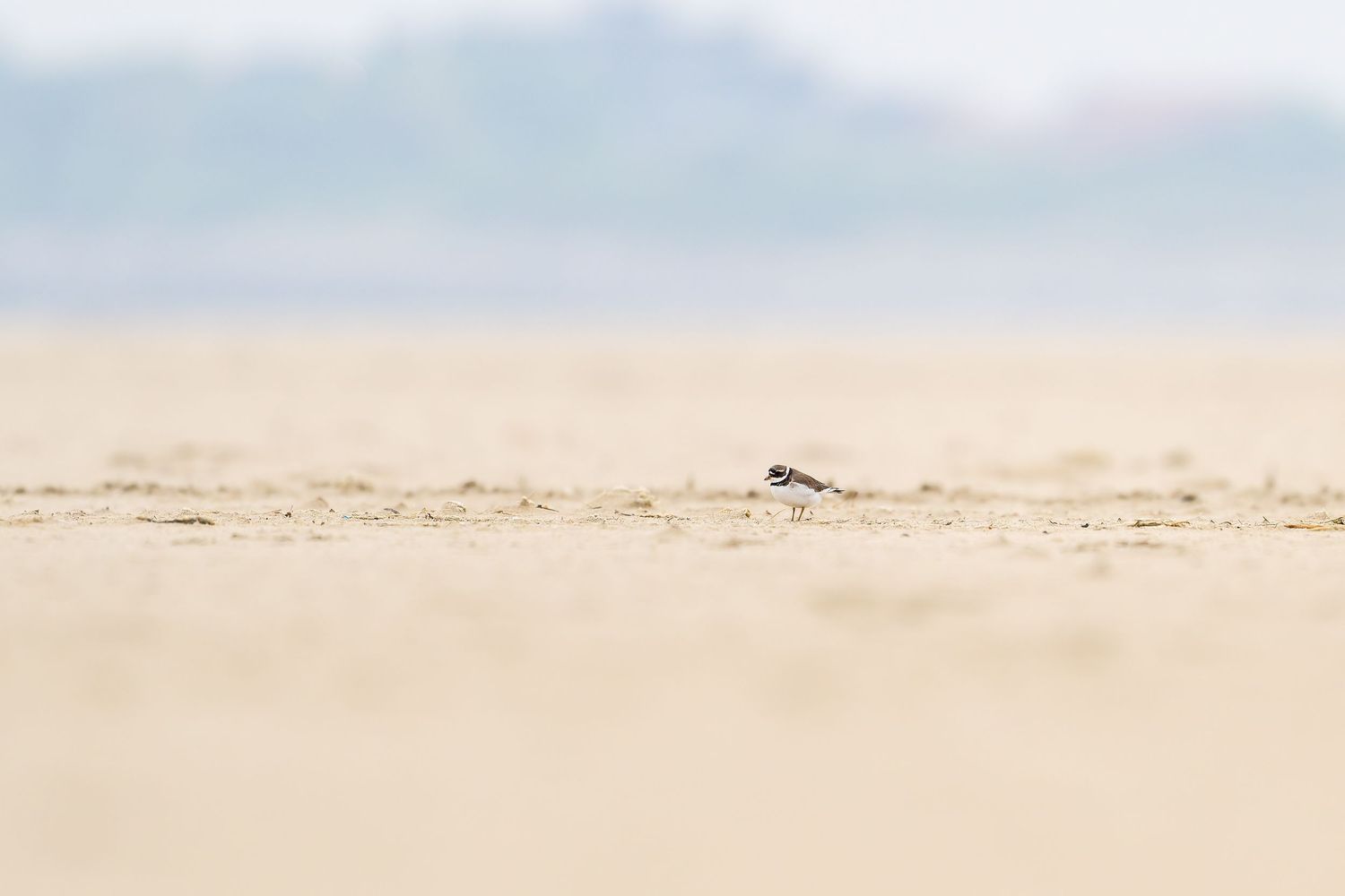 A scenic panoramic view of a vast desert landscape with rolling sand dunes stretching to the horizon.